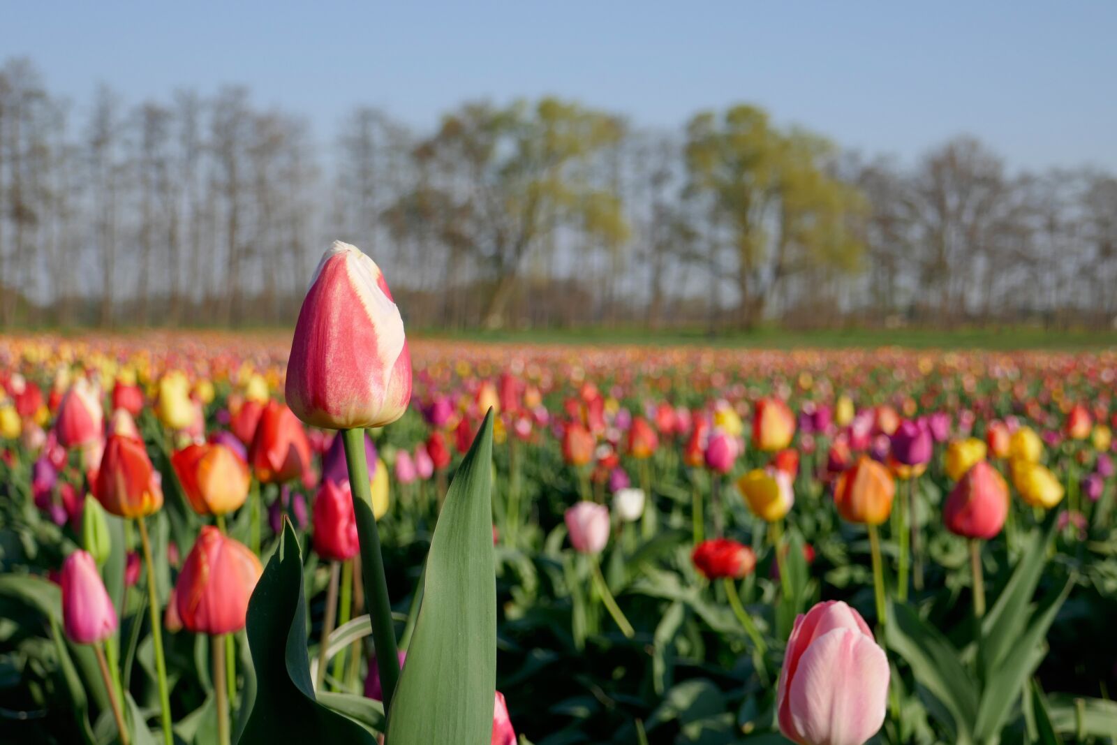 Panasonic DMC-TZ101 sample photo. Tulip field, tulip, spring photography