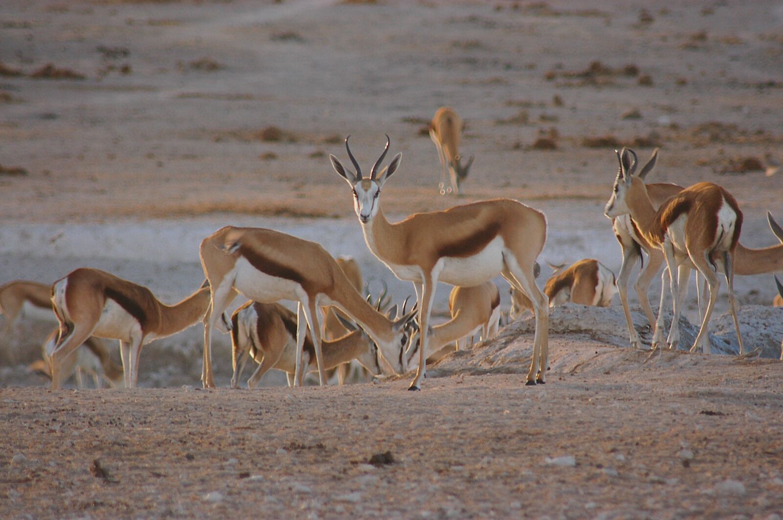 Nikon D100 sample photo. Springbok, antelope, africa photography