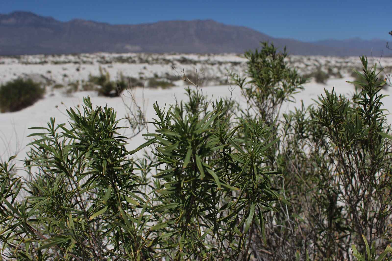 Canon EOS 600D (Rebel EOS T3i / EOS Kiss X5) sample photo. Desert, dunes, trees photography