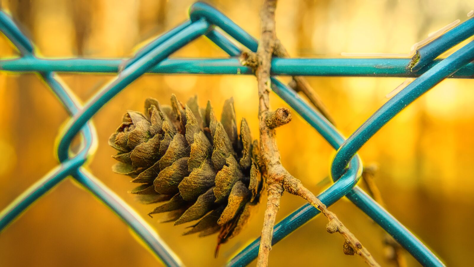 Panasonic Lumix DMC-FZ1000 sample photo. Fence, tap, pine cones photography