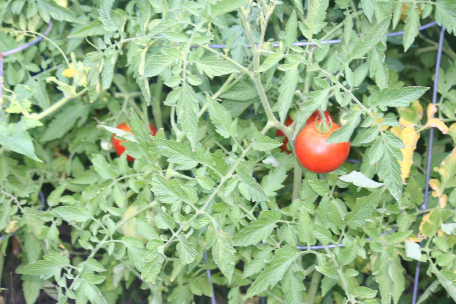 Canon EOS 350D (EOS Digital Rebel XT / EOS Kiss Digital N) sample photo. Tomato, tomato plant, tomatoes photography