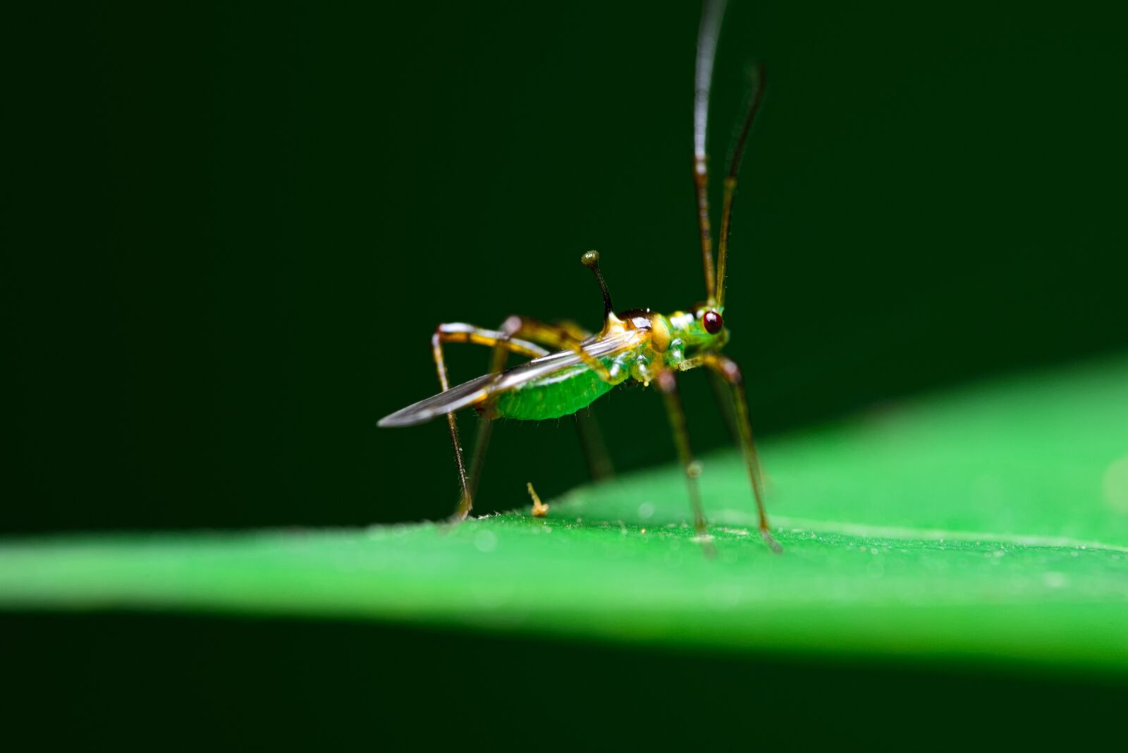 Nikon D750 sample photo. Macro, insects, bugs photography
