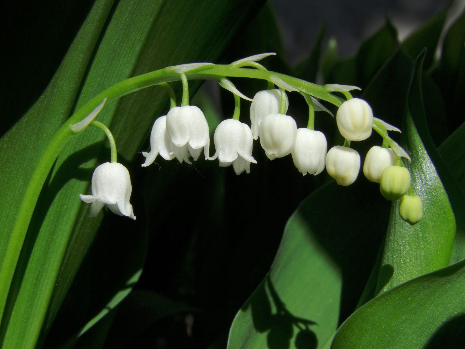Fujifilm FinePix S100fs sample photo. Pearl flower, white, spring photography