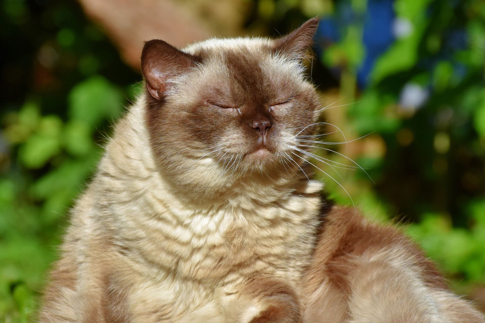 Nikon D7200 sample photo. Cat, breed cat, british photography