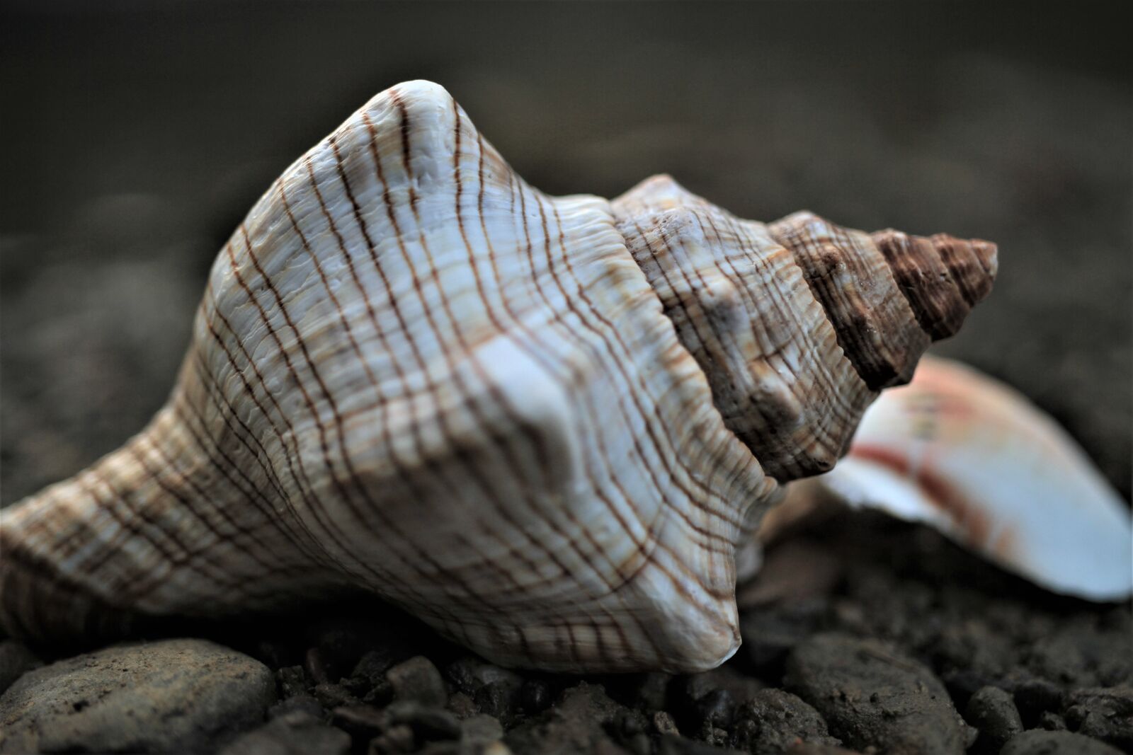 Canon EOS 7D sample photo. Shell, pattern, smart photography