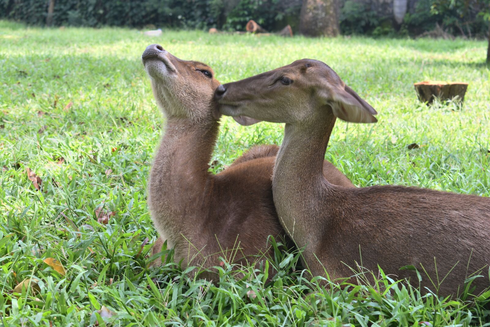 Nikon D3400 sample photo. Animal, deer, park photography