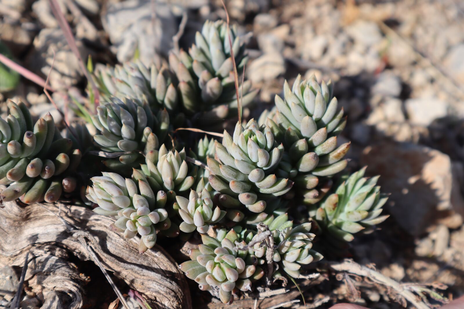Canon EOS M50 (EOS Kiss M) sample photo. Succulent, gross, nature photography