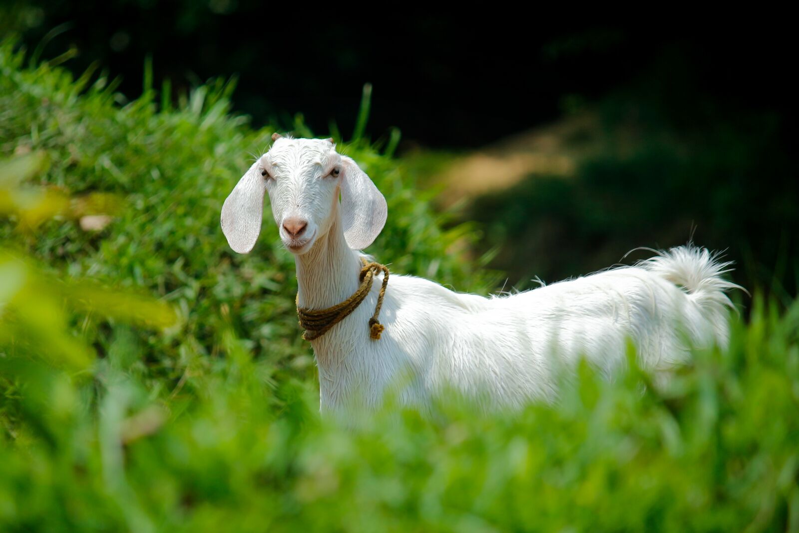 Canon EOS 700D (EOS Rebel T5i / EOS Kiss X7i) sample photo. Nature, grass, animal photography