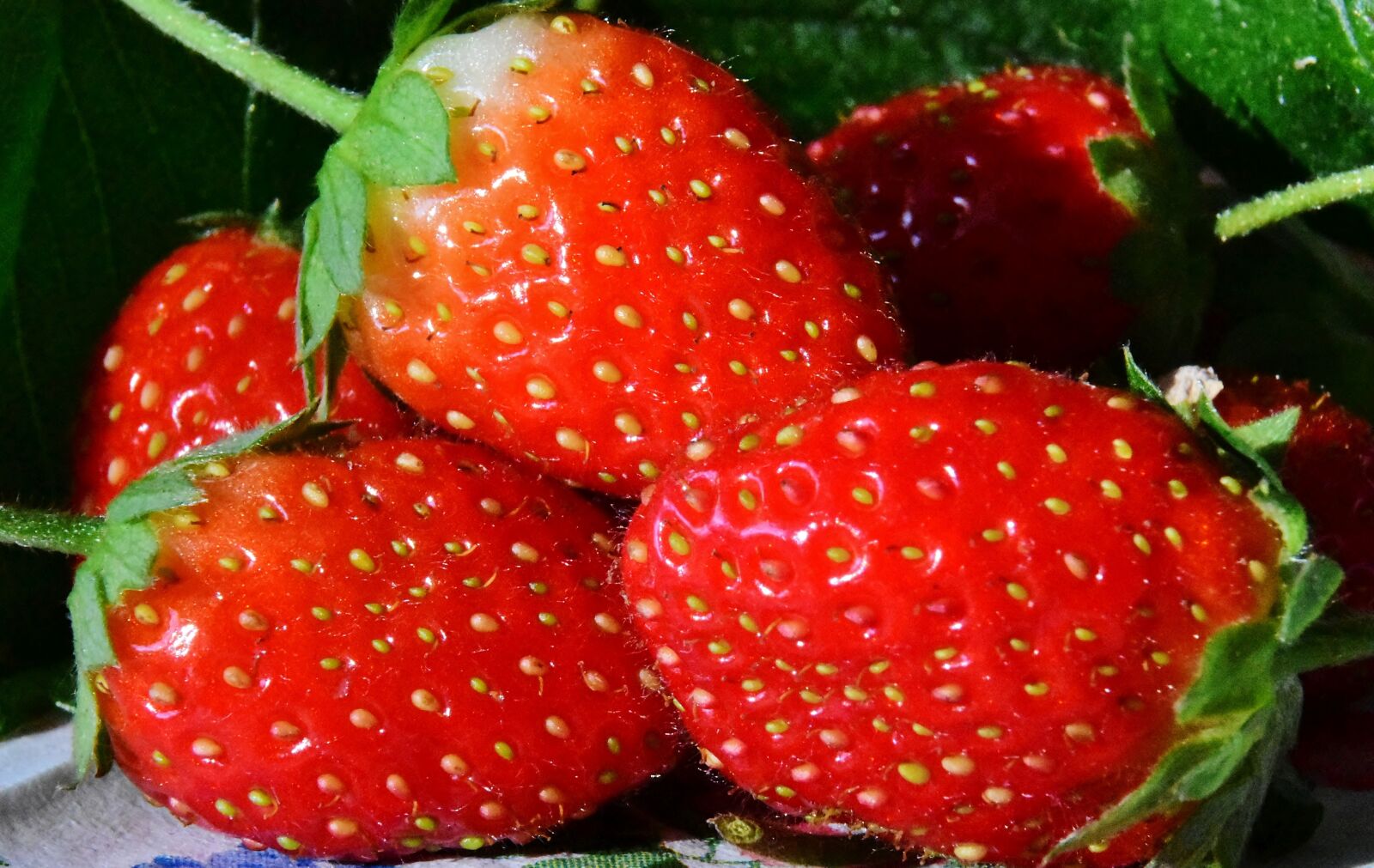 Nikon D7200 sample photo. Strawberries, fruits, red photography