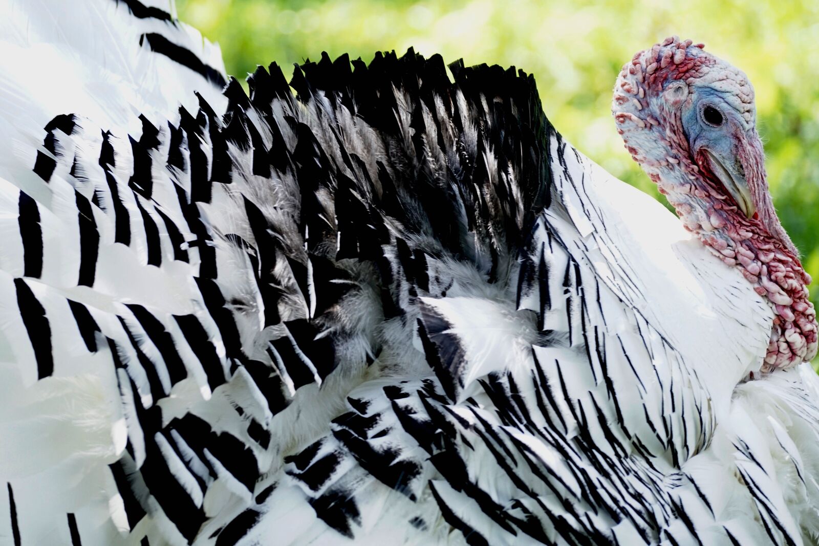 Sony DT 55-300mm F4.5-5.6 SAM sample photo. Turkey, bird, animal world photography