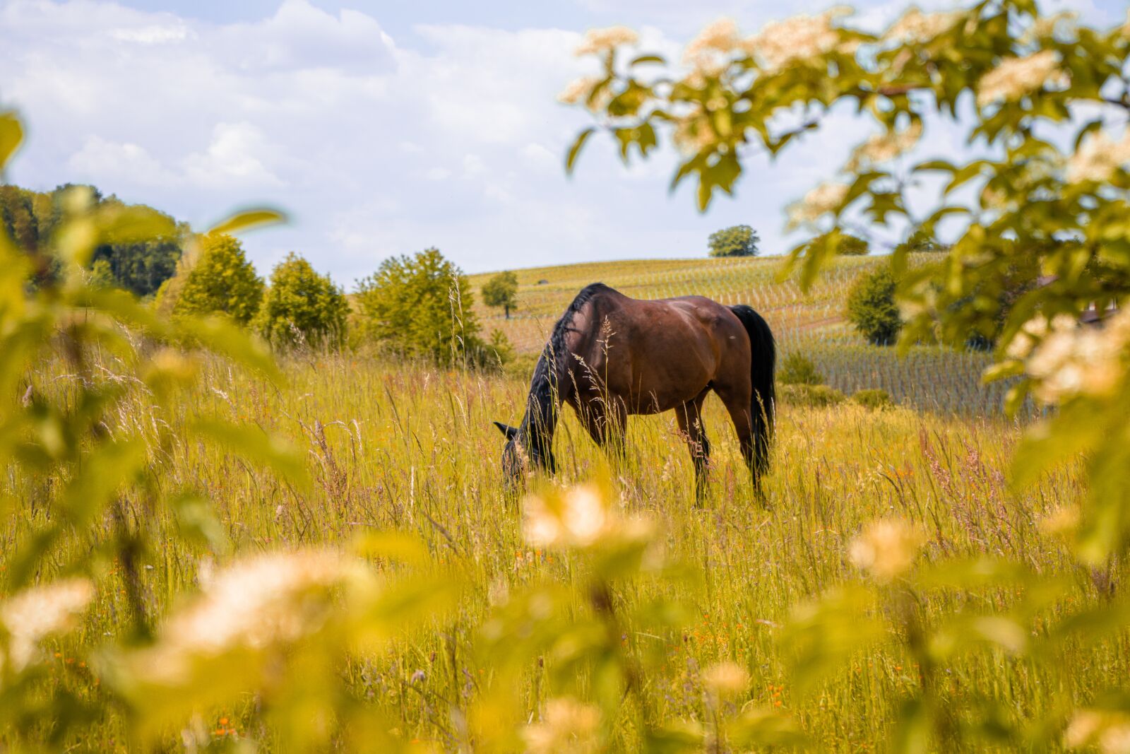Sony a7 II + Sony FE 28-70mm F3.5-5.6 OSS sample photo. Horse, horses, nature photography
