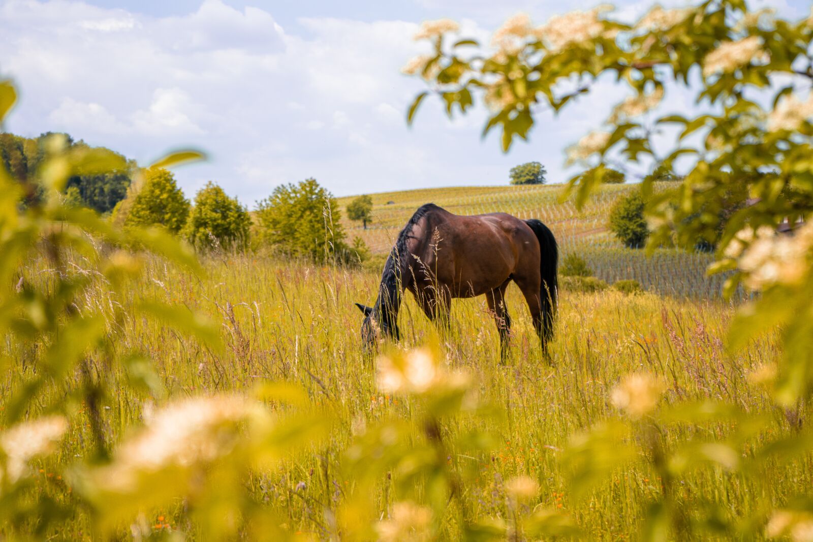 Sony a7 II sample photo. Horse, horses, nature photography