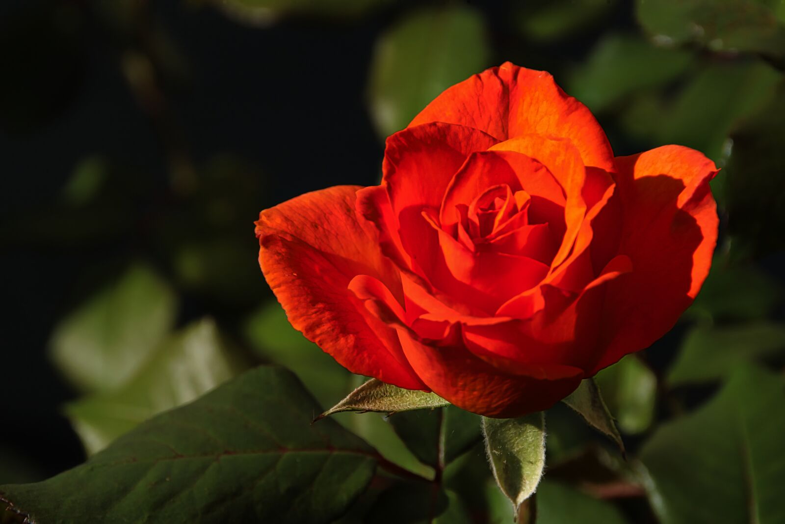 Canon EOS 100D (EOS Rebel SL1 / EOS Kiss X7) sample photo. Rose, red, flower photography