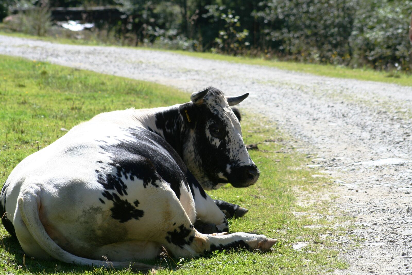 Canon EOS 350D (EOS Digital Rebel XT / EOS Kiss Digital N) sample photo. Cow, nature, alm photography