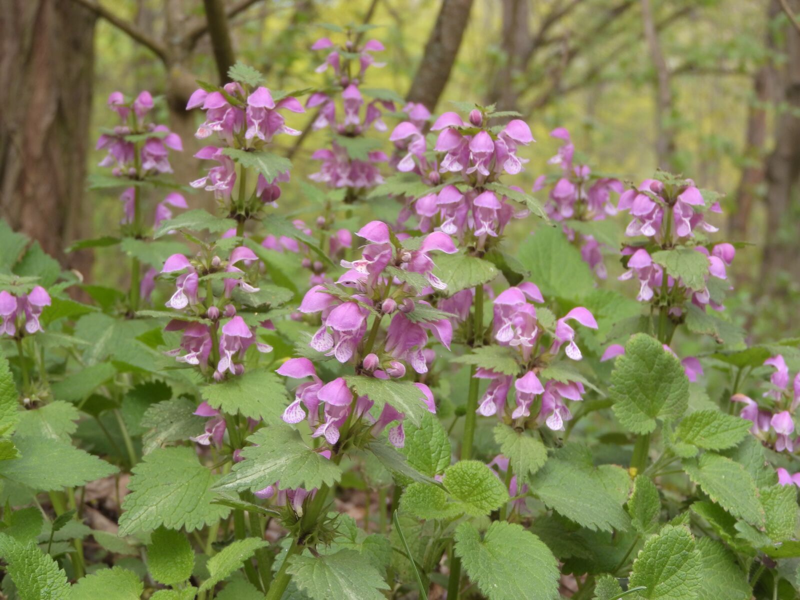 Nikon Coolpix P610 sample photo. Hluchavka speckled, lamium maculatum photography