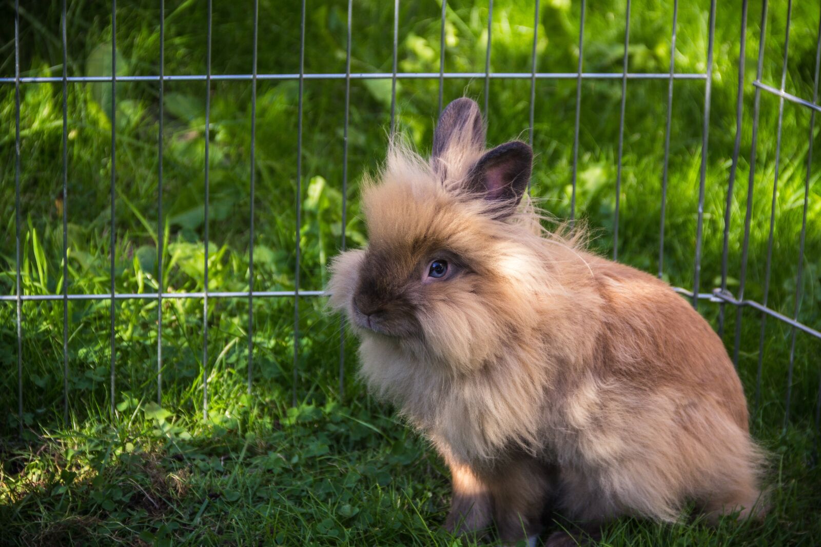 Canon EOS 60D sample photo. Rabbit, pet, garden photography
