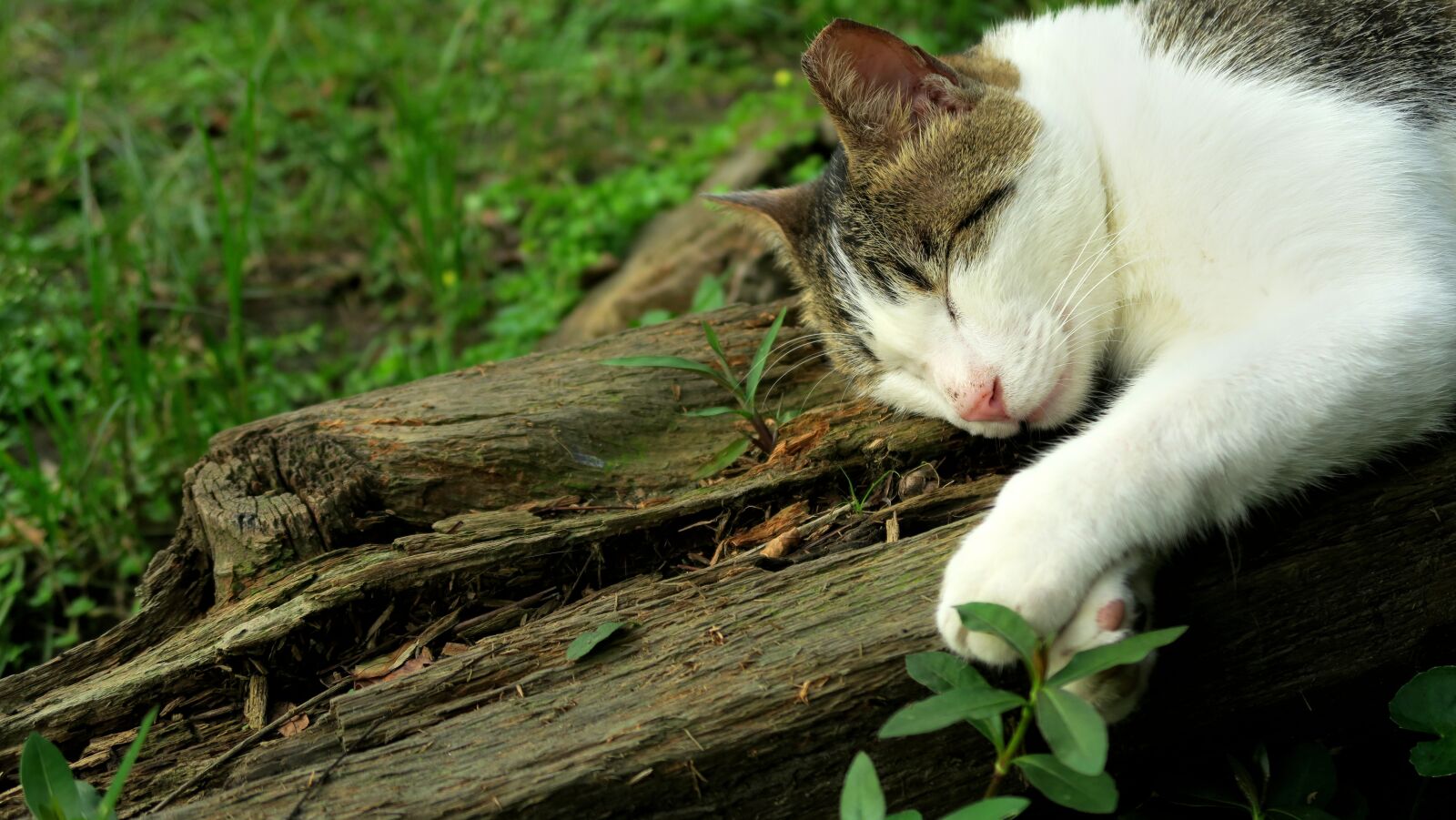 Canon PowerShot G7 X sample photo. Nature, cute photography