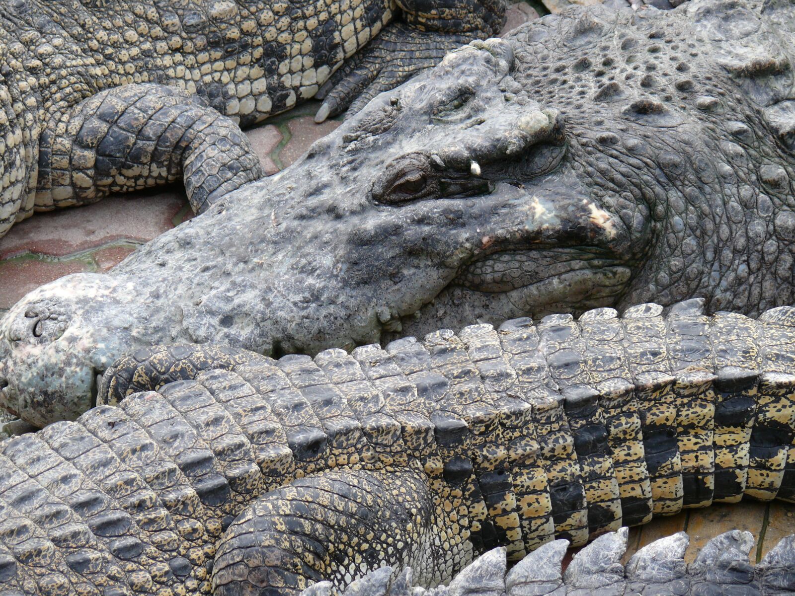Panasonic DMC-FZ50 sample photo. Crocodile, zoo, reptile photography