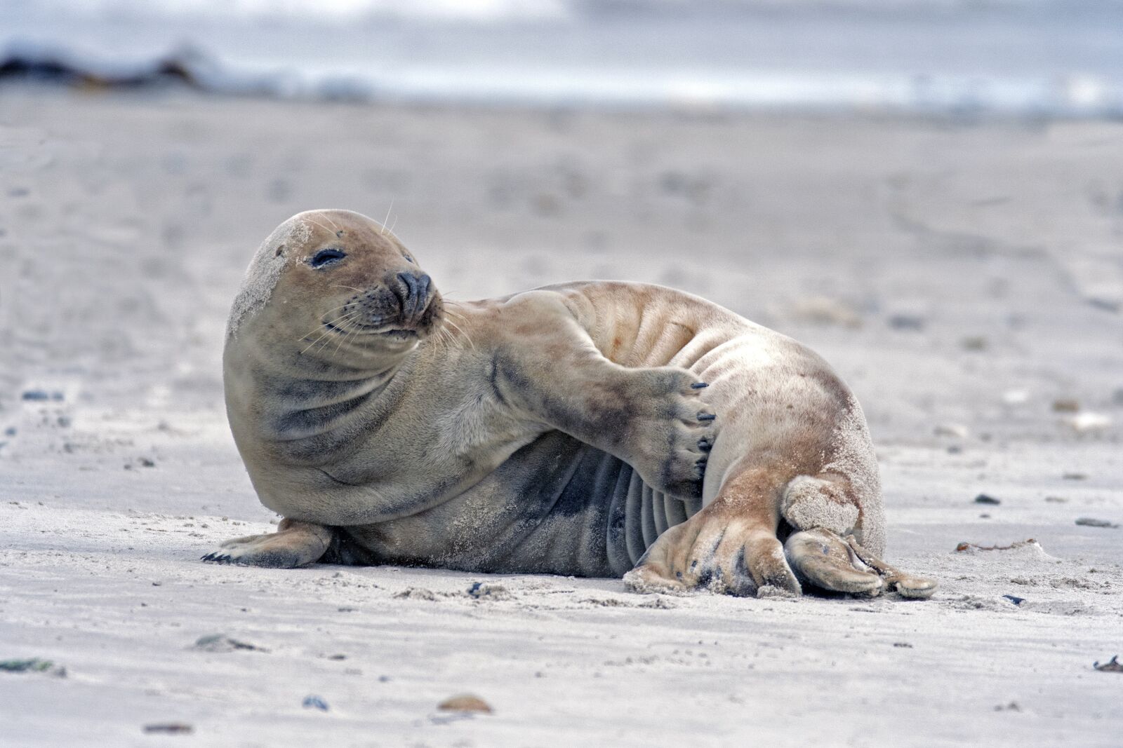Nikon D500 sample photo. Grey seal, robbe, helgoland photography