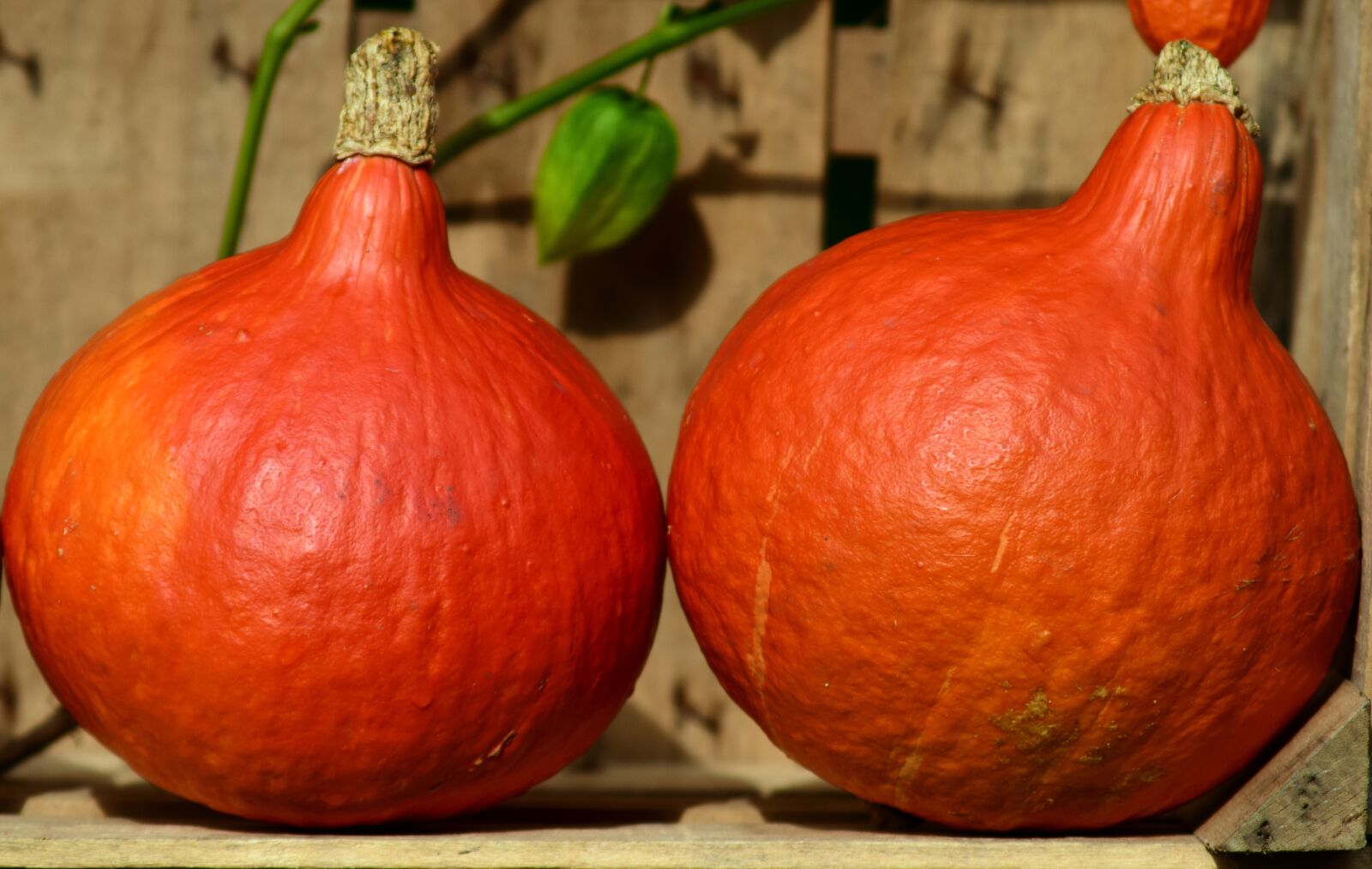Nikon D3300 sample photo. Pumpkin, hokkaido, orange photography