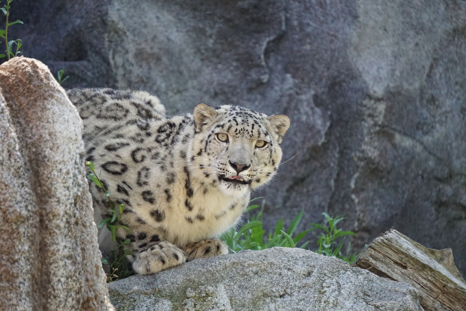Sony a6000 sample photo. Snow leopard, zoo, dangerous photography