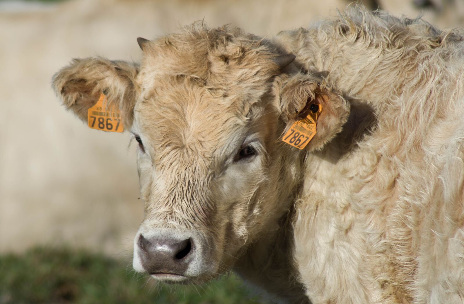 Pentax KP sample photo. Cattle, calf, breeding photography