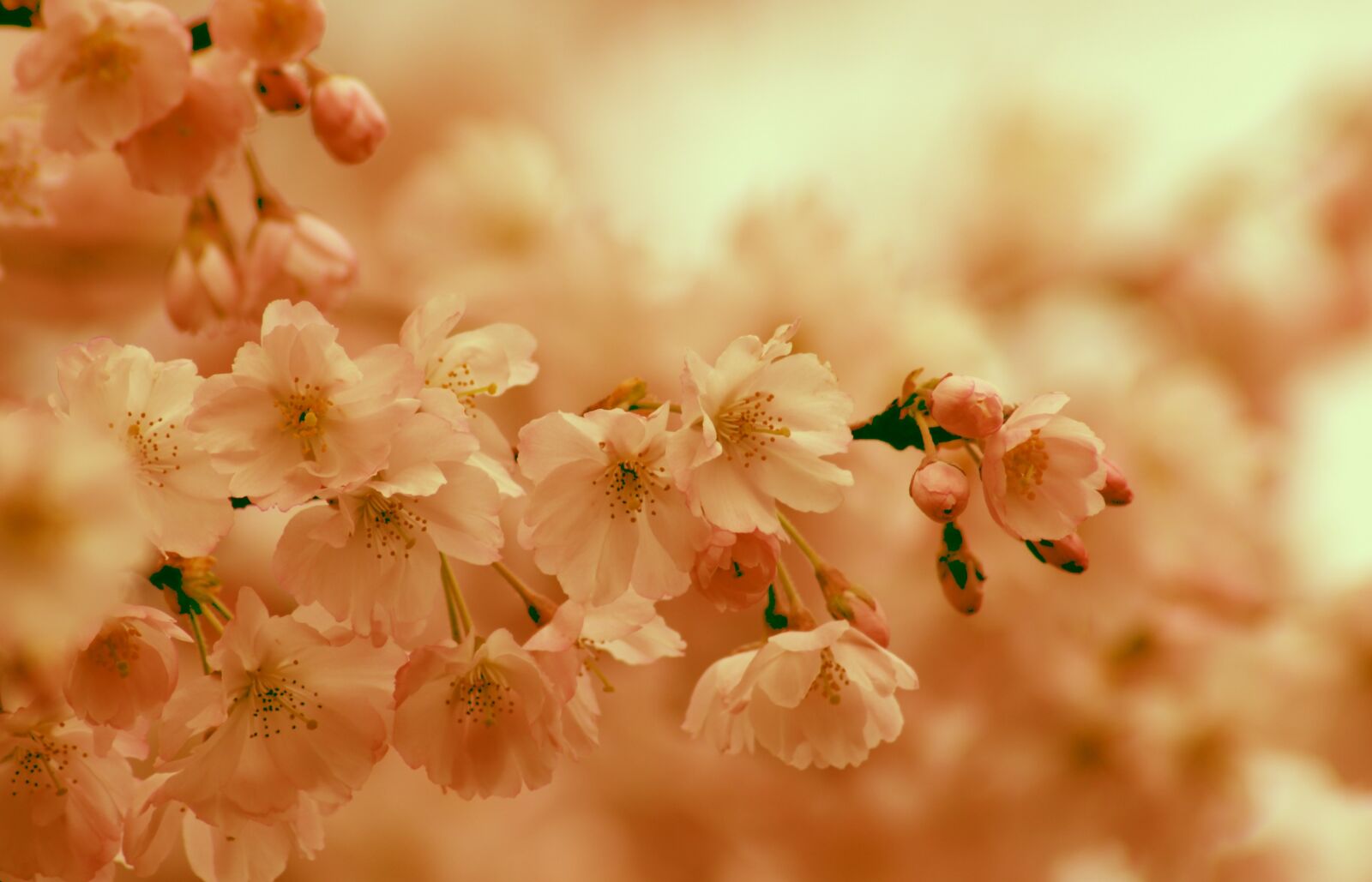 Canon EOS 2000D (EOS Rebel T7 / EOS Kiss X90 / EOS 1500D) sample photo. Cherry blossom, spring, bloom photography