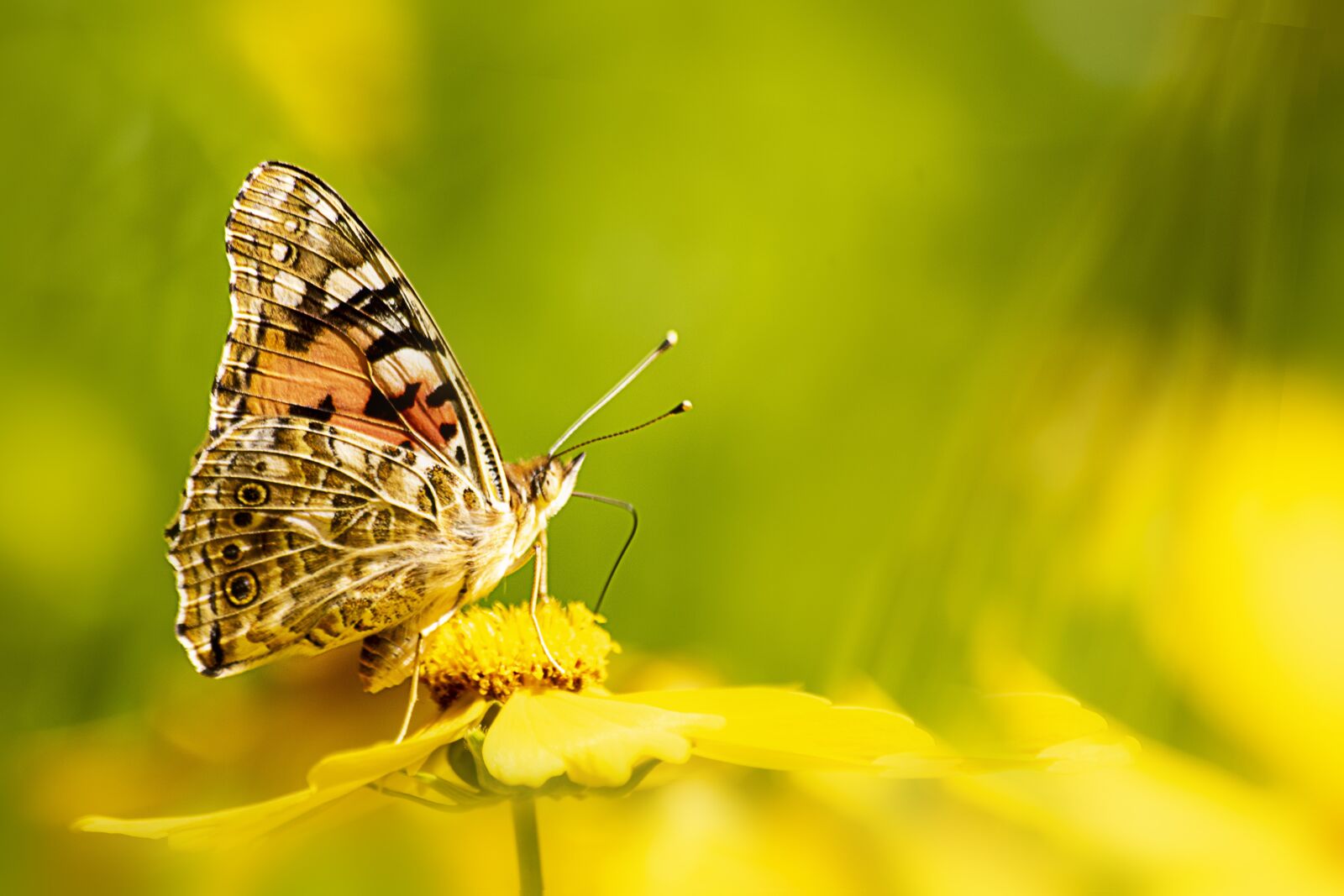 Canon EOS 7D Mark II sample photo. Butterfly, insects, nature photography