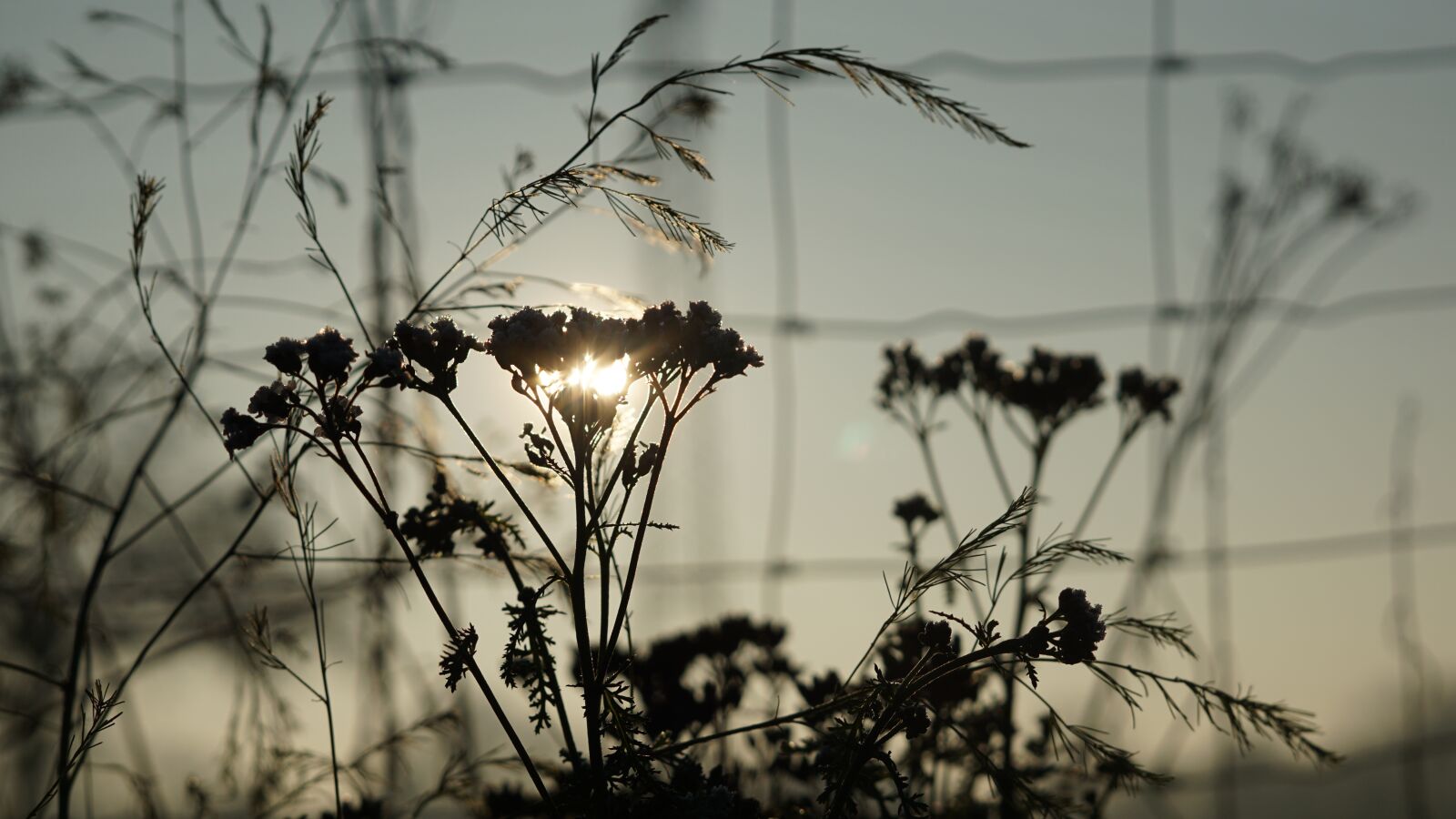 Sony a6000 sample photo. Background, sunrise, december photography