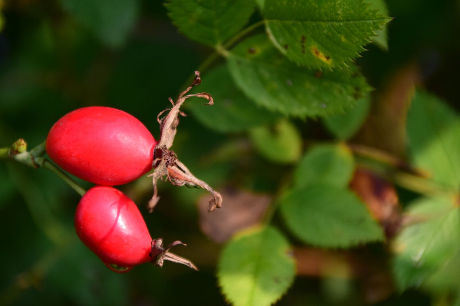 Nikon D3300 sample photo. Rose hip, ripe, forest photography