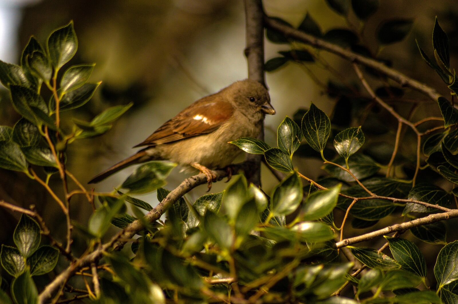 Nikon D3200 sample photo. Bird, swallow, spa photography