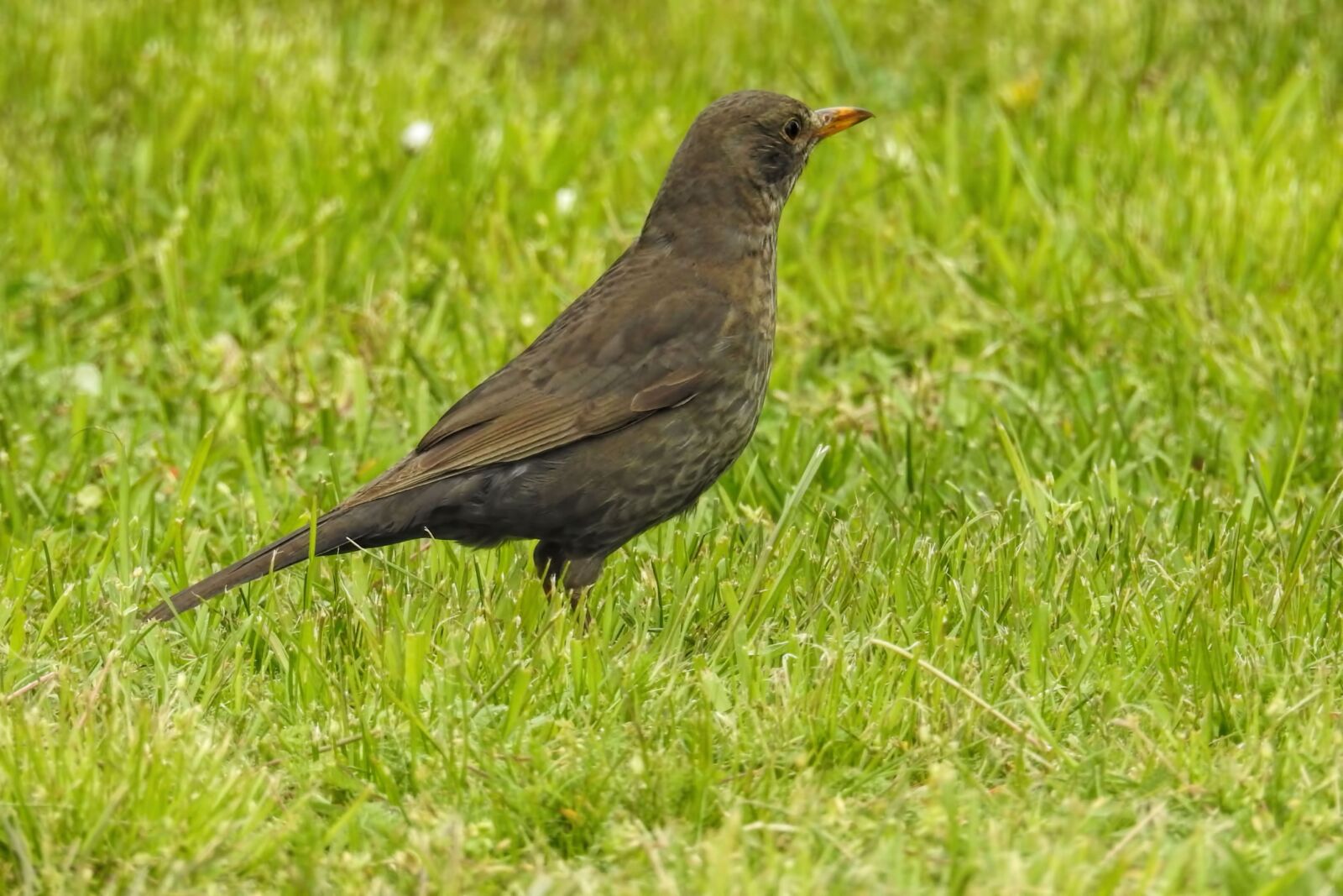 Nikon Coolpix P900 sample photo. Blackbird, blackbird female, bird photography