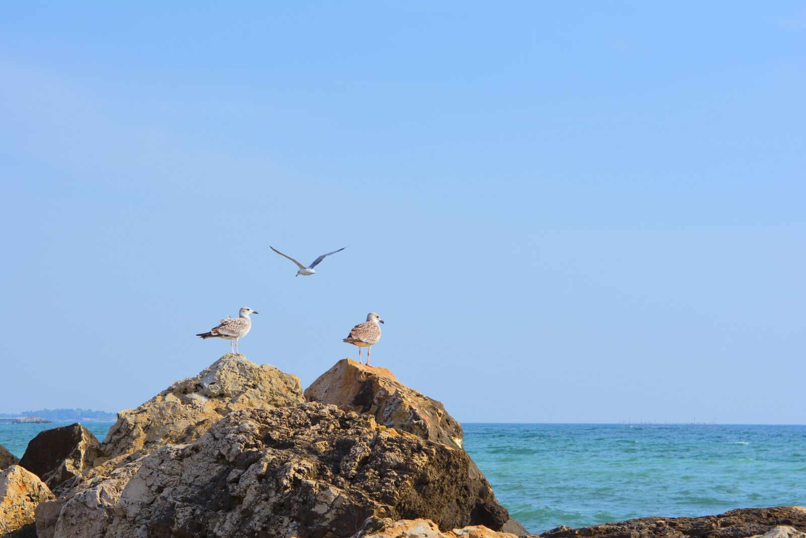 Nikon D5200 sample photo. Pescaruși, cliffs, cliff photography
