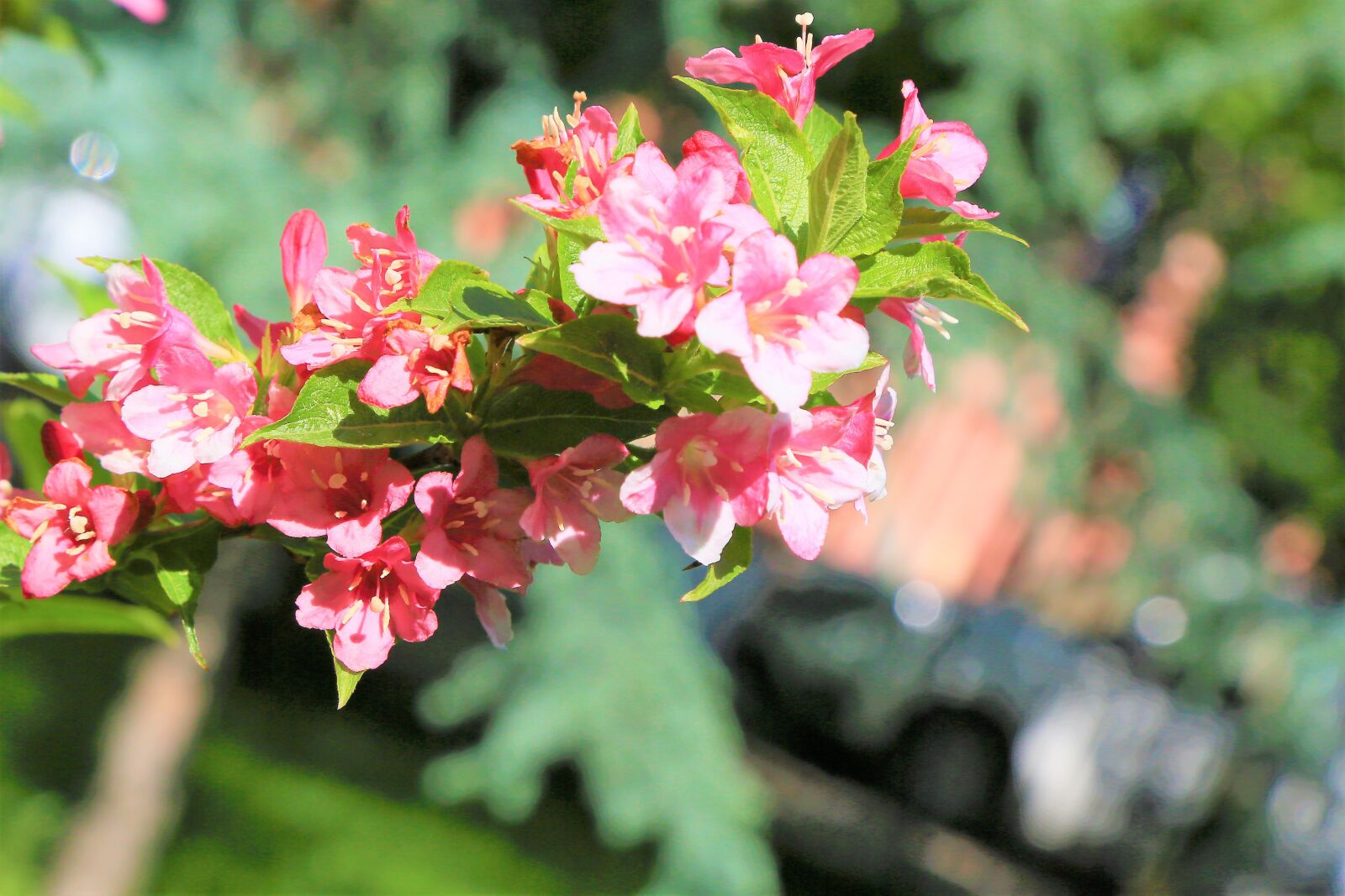 Canon EF 24-105mm F4L IS USM sample photo. Flowers, spring, nature photography