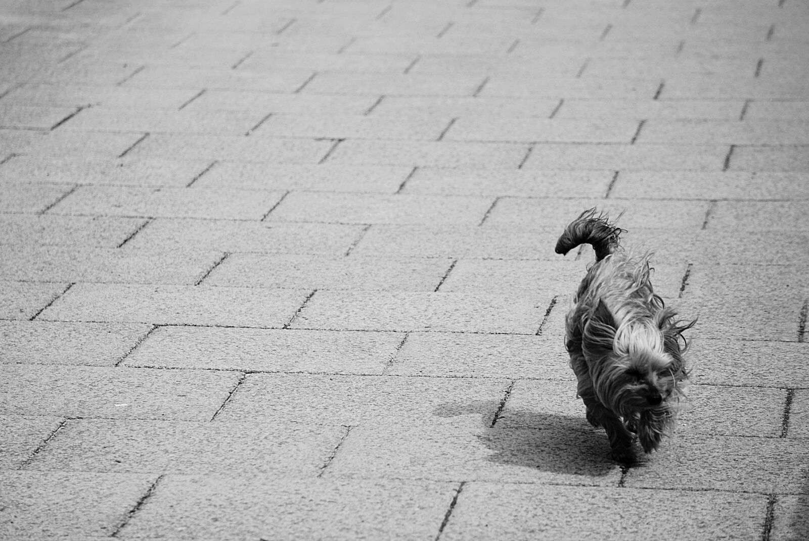 Sony a6000 sample photo. Animal, de, compagnie, animalier photography