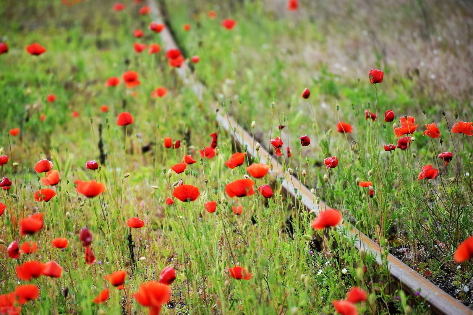 Nikon D3300 sample photo. Red poppies, green grass photography