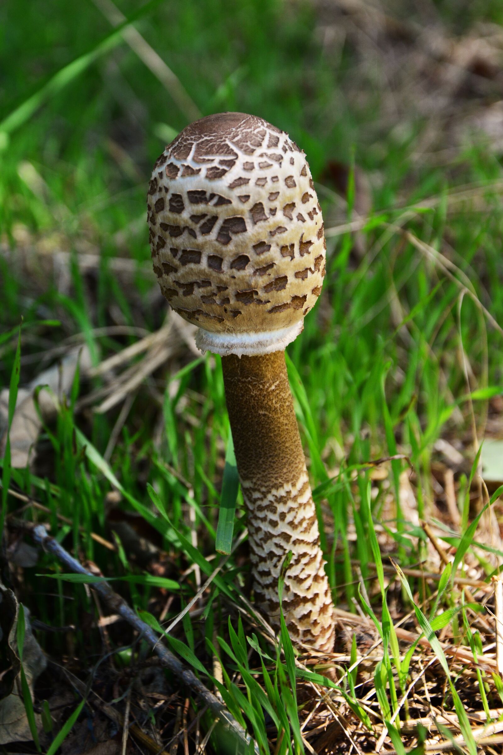 Nikon D5200 sample photo. Giant schirmling, macrolepiota, mushroom photography