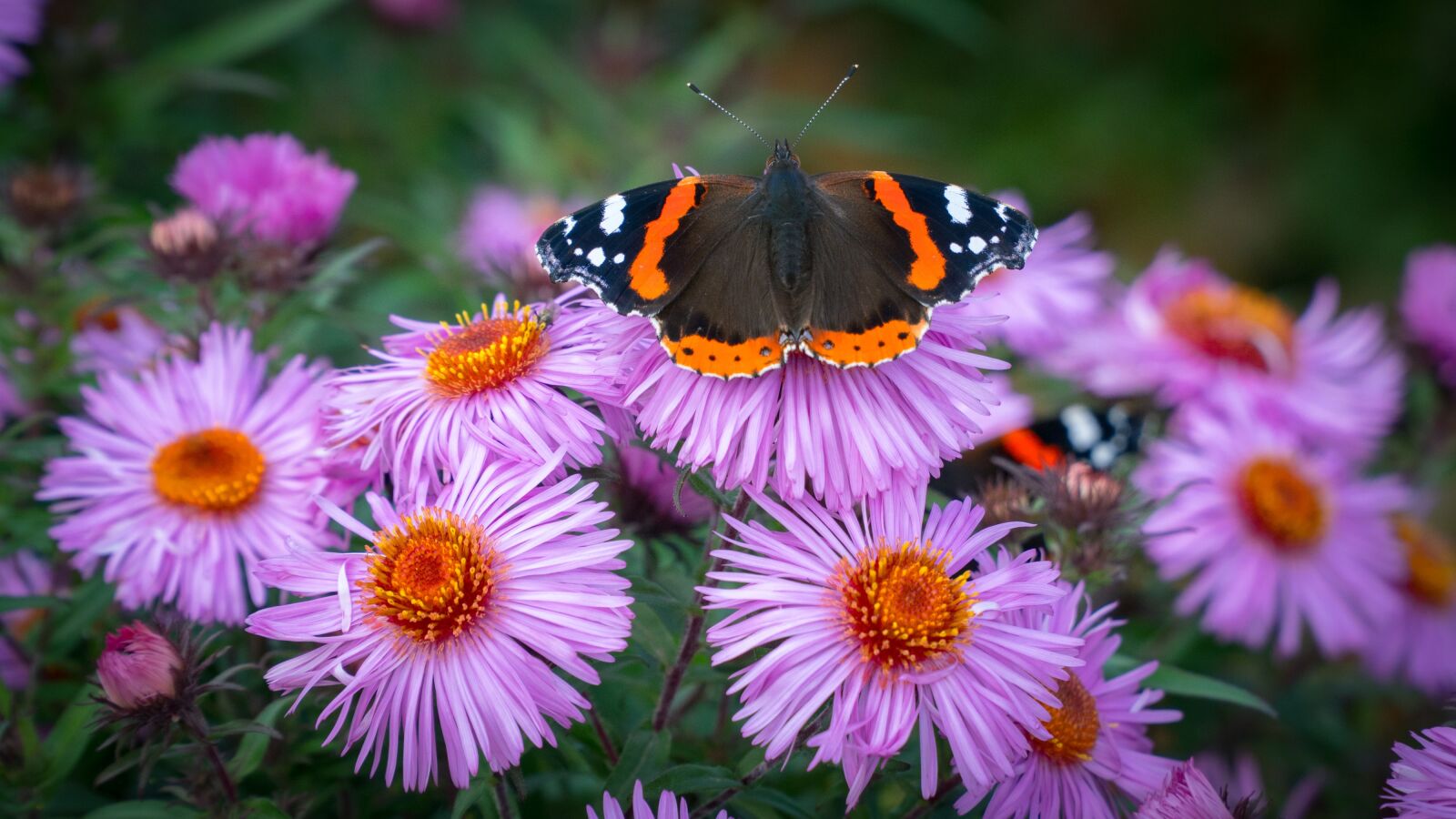 Sony a6300 sample photo. Red admiral, butterfly, nature photography