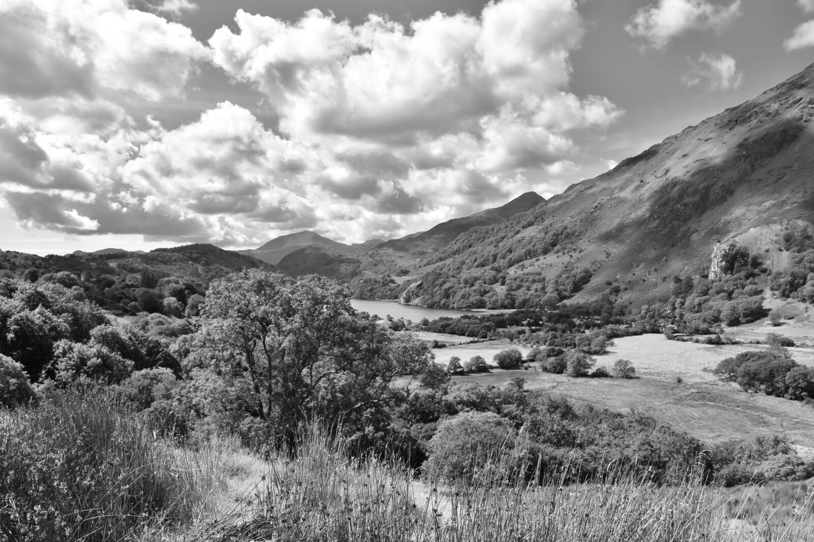 Nikon D5600 sample photo. Sunny day, black white photography