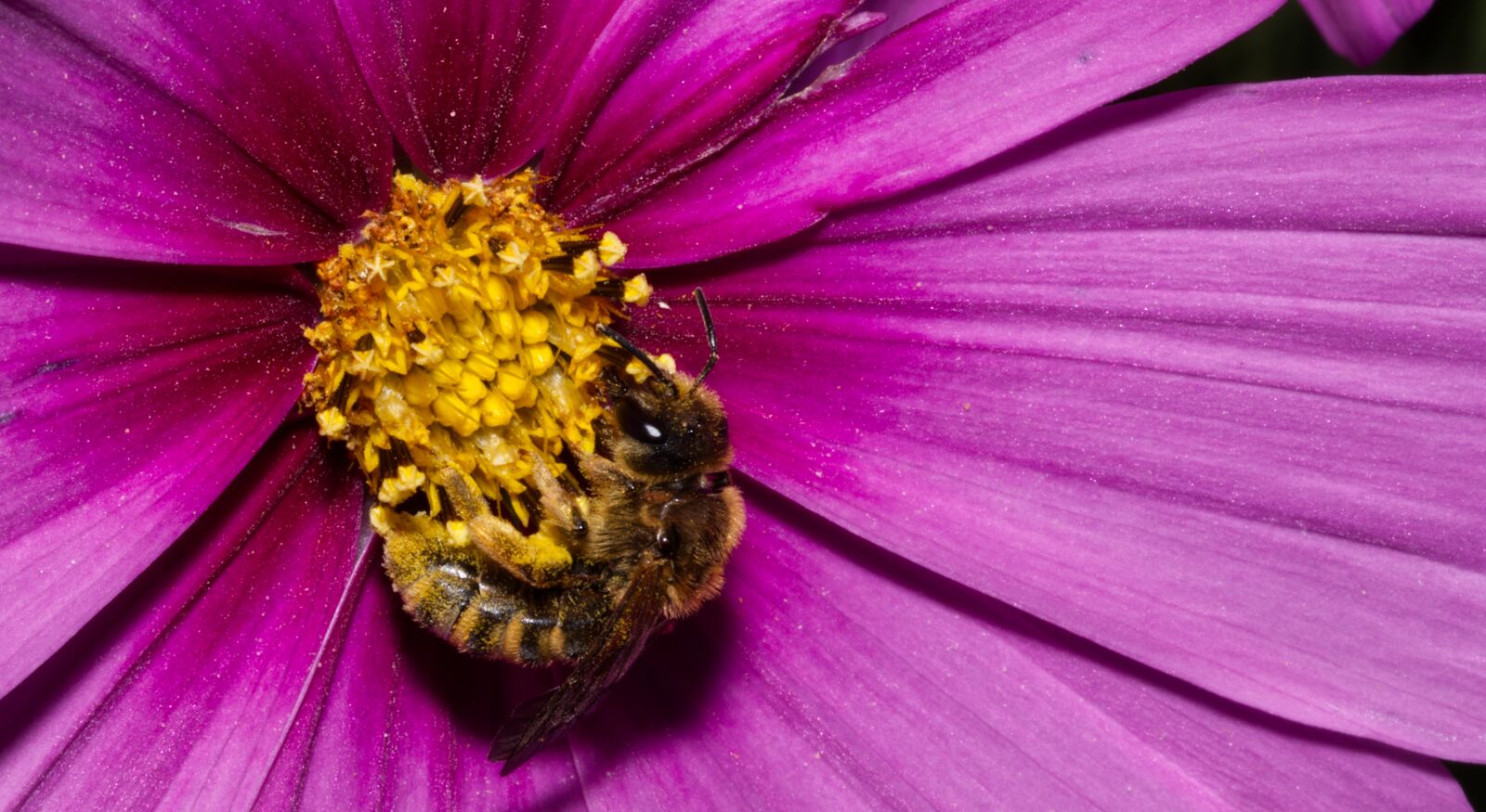 Nikon D5500 sample photo. Flower, blossom, bloom photography