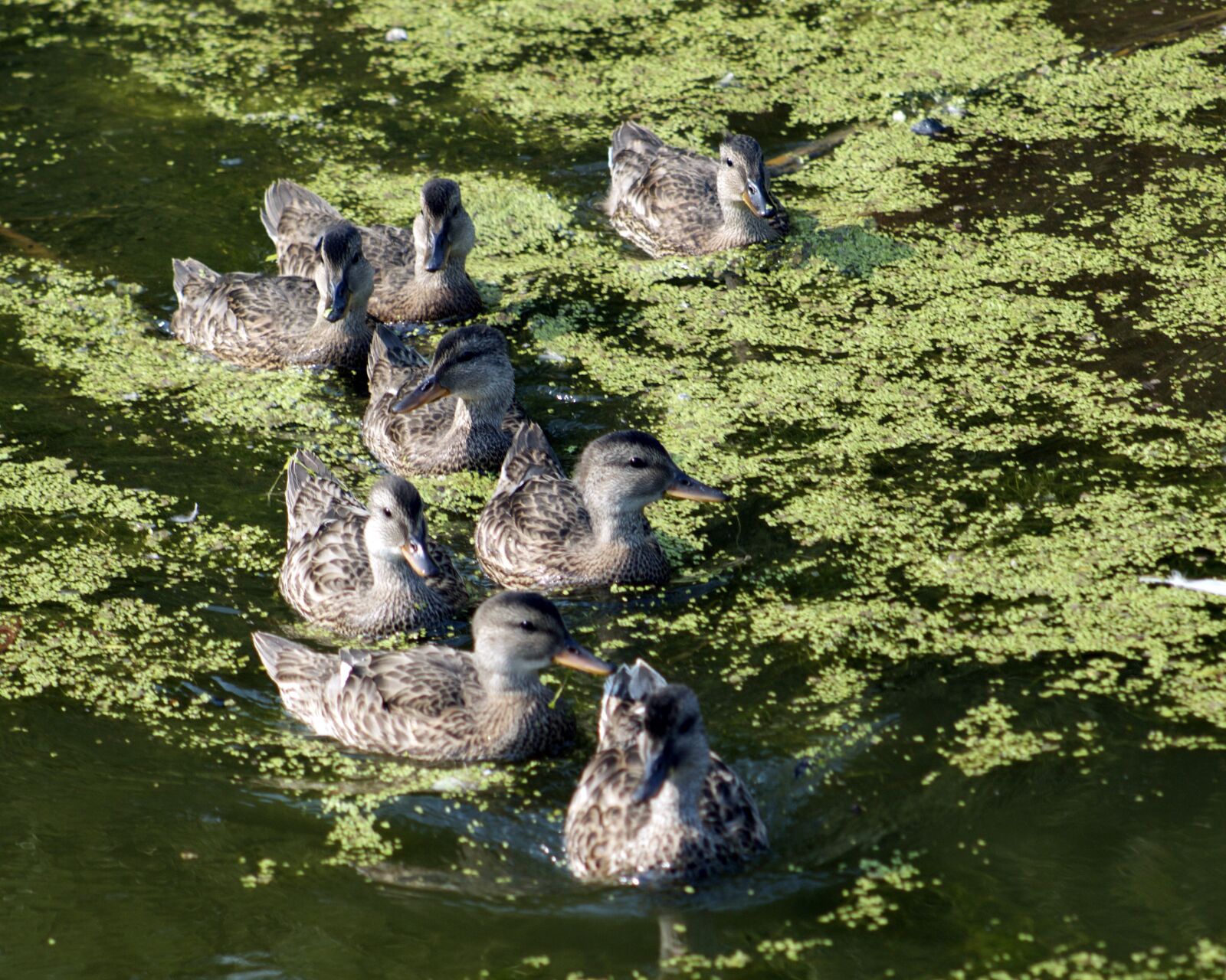 Canon EOS 550D (EOS Rebel T2i / EOS Kiss X4) sample photo. Ducks, duck family, nature photography