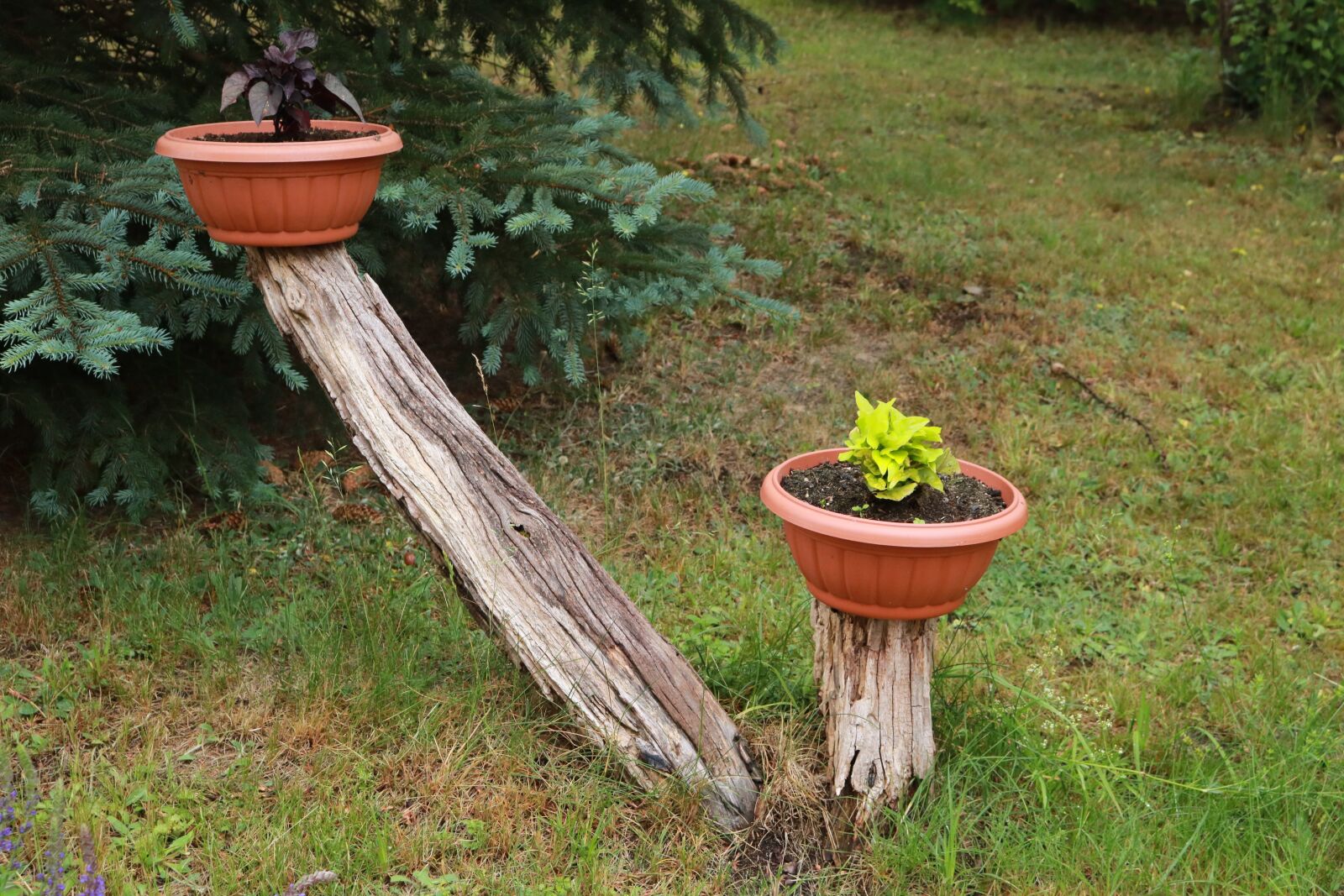 Canon EOS 750D (EOS Rebel T6i / EOS Kiss X8i) sample photo. Flower, flower pot, wood photography