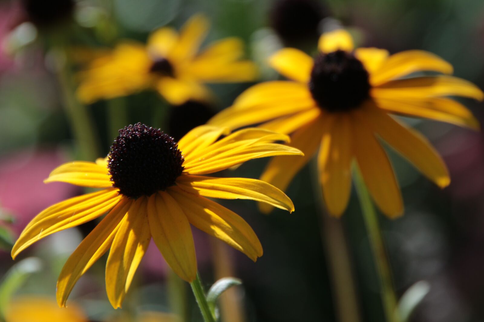 Canon EOS 700D (EOS Rebel T5i / EOS Kiss X7i) sample photo. Coneflower, flower, yellow photography
