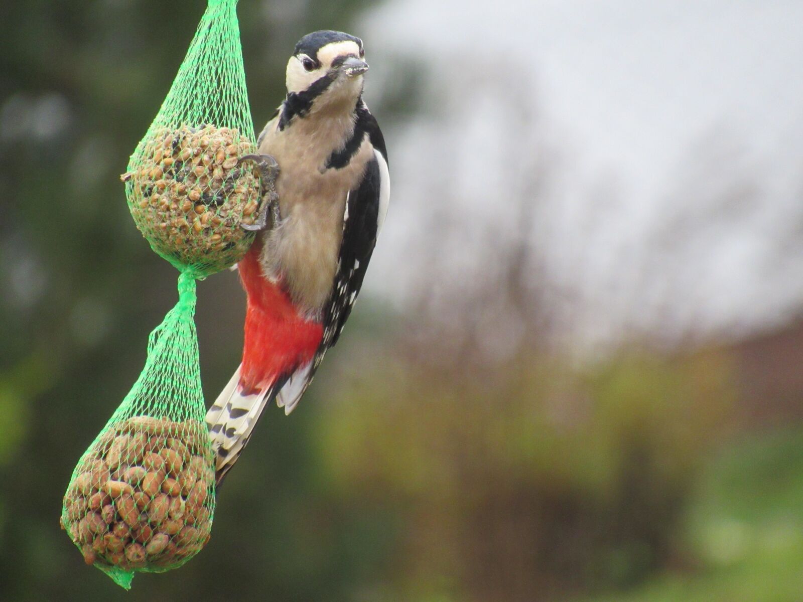 Canon PowerShot SX530 HS sample photo. Bird, nature, animal world photography