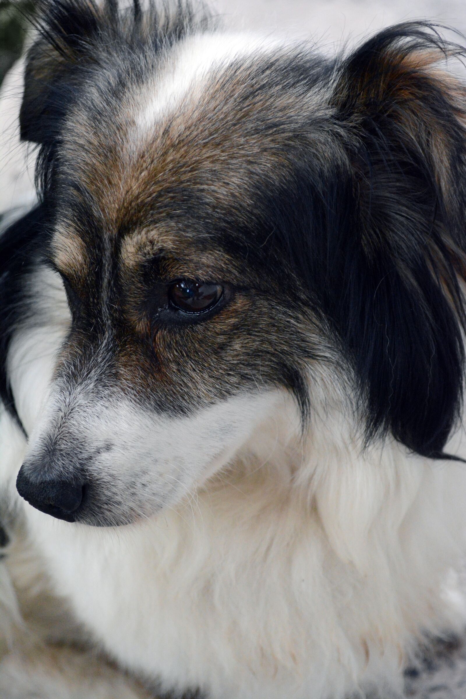 Nikon D5200 sample photo. Dog, pet, cute photography