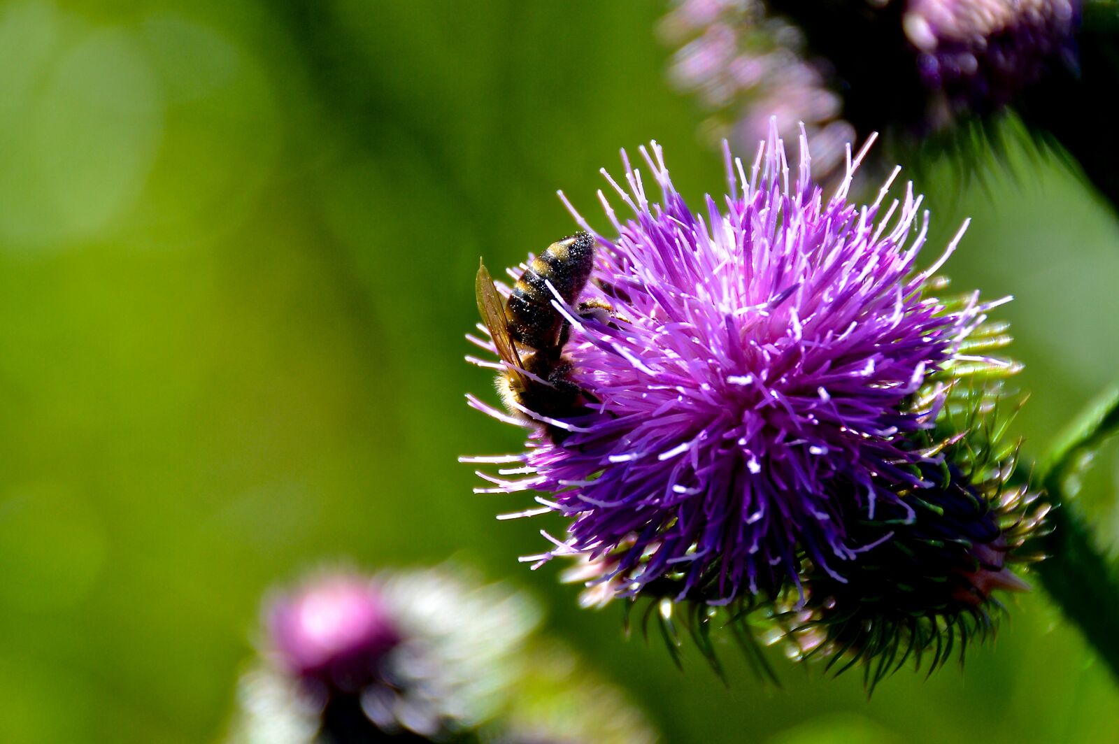 Nikon D3200 sample photo. Bee, thistle, summer photography