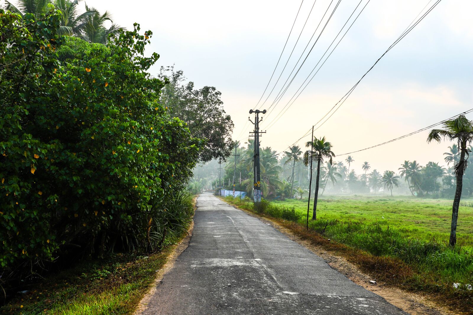 Canon EOS 6D Mark II sample photo. Nature, fog, green photography