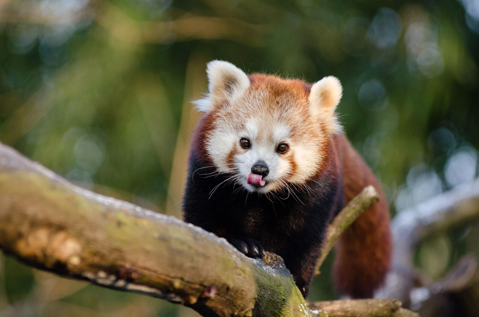AF Zoom-Nikkor 80-200mm f/2.8 ED sample photo