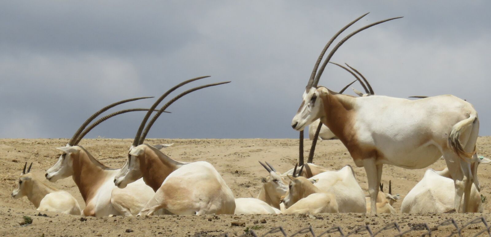 Canon PowerShot SX710 HS sample photo. Antelope, africa, horns photography