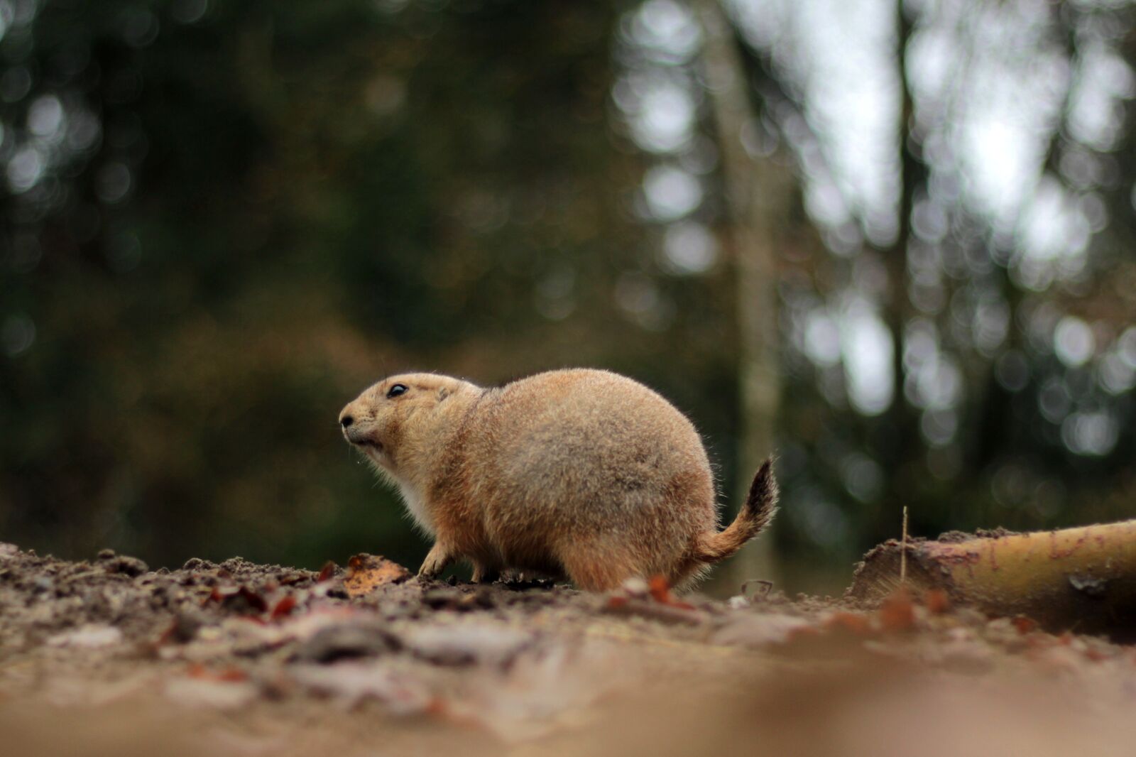 Canon EOS 600D (Rebel EOS T3i / EOS Kiss X5) + Canon EF 50mm F1.8 STM sample photo. Prairie dog, zoo, rodent photography